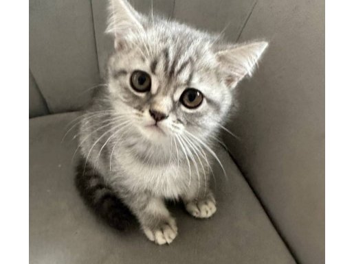 BAYRAM ŞEKERİ BRİTİSH YAVRU