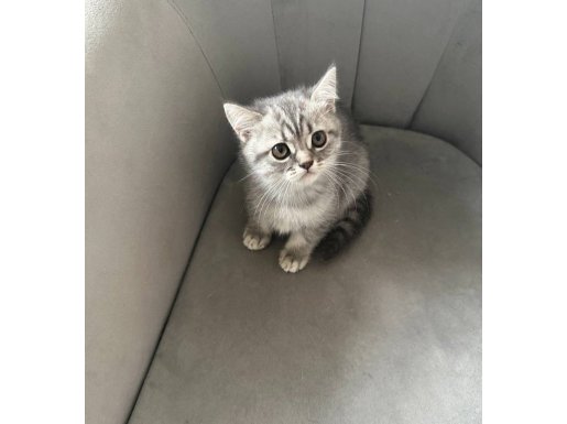 BRİTİSH SEVİMLİ YAVRU