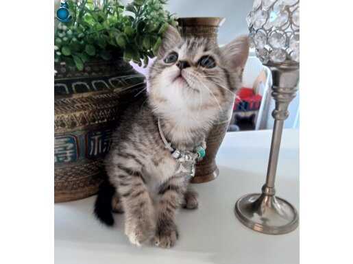 BRİTİSH BLACK GOLDEN YAVRULARI 