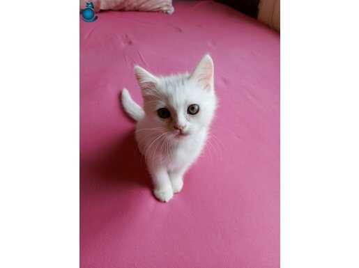 SAFKAN 5 AYLİK ERKEK 