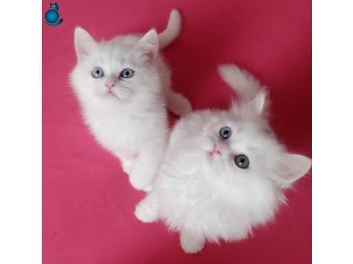 Britist blue point full srcli 