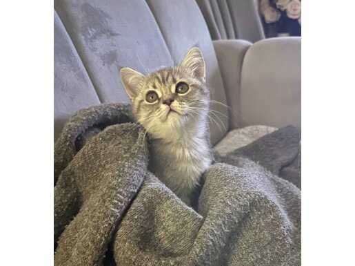 Kartal'da Ev Ortamında Yetişmiş Maskeli British Shorthair Yavrusu