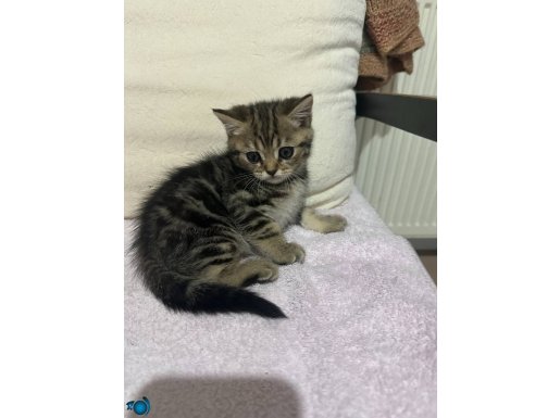 SAFKAN BRITIST YAVRULAR