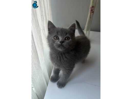 SAFKAN BRITISH YAVRULAR 