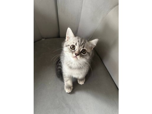 Lokum British Shorthair Dişi Son Şansınız