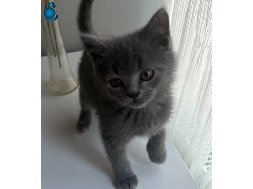 SAFKAN BRITISH YAVRULAR 