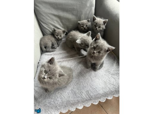 SAFKAN BRİTİSH YAVRULAR 