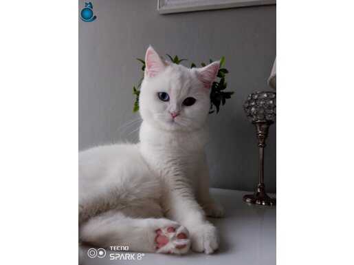 British Shorthair kızımıza Acil Yuva Arıyoruz.