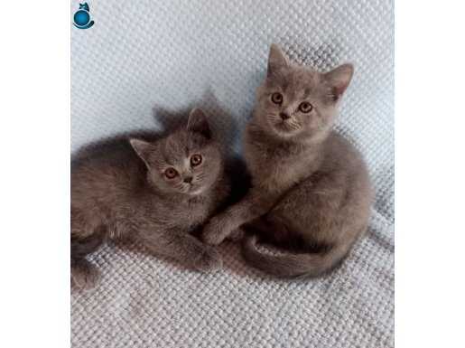 SAFKAN SCRLİ YAVRULAR 