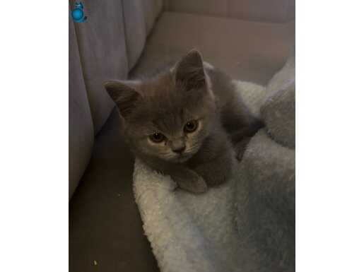 BRİTİSH SHORTAİR SAFKAN YAVRULAR