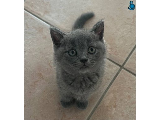 Safkan sevimli yavrular