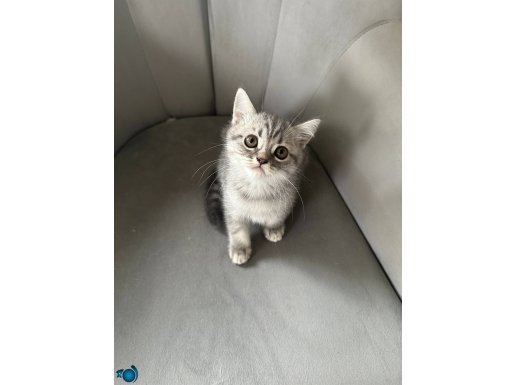 BAYRAM ŞEKERİ BRİTİSH