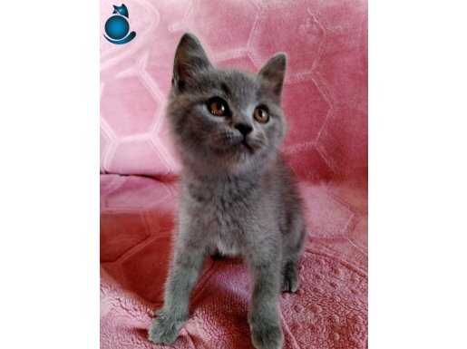 SAFKAN BRITISH YAVRULAR 