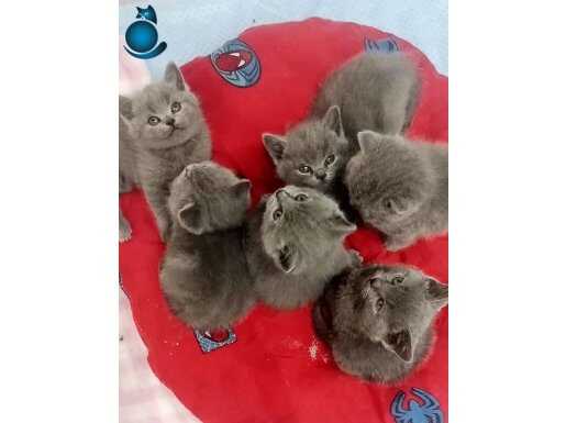 Safkan scrli blue point gri yavrular 