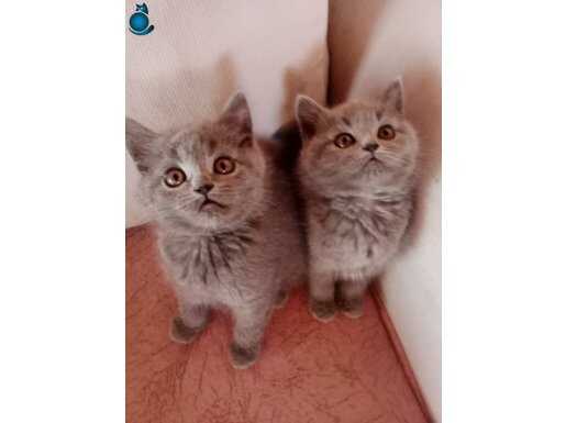 Safkan sevimli yavrular