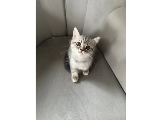 Kartal’ın En Sosyal Bayram Şekeri British Shorthair