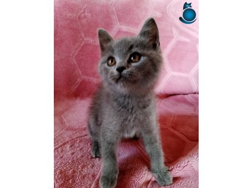 SAFKAN BRITISH YAVRULAR 