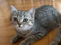 BRİTİSH shorthair ücretsizdir 