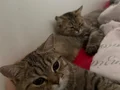 BRİTİSH shorthair ücretsizdir 