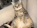 BRİTİSH shorthair ücretsizdir 