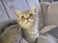 Evde Sevilerek Büyüyen, İç-Dış Parazitleri Tam, 2 Aylık British Shorthair Yavru!