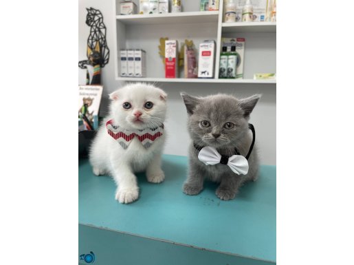 Veteriner gözetiminde harika yeni yıl kurabiyeleri 