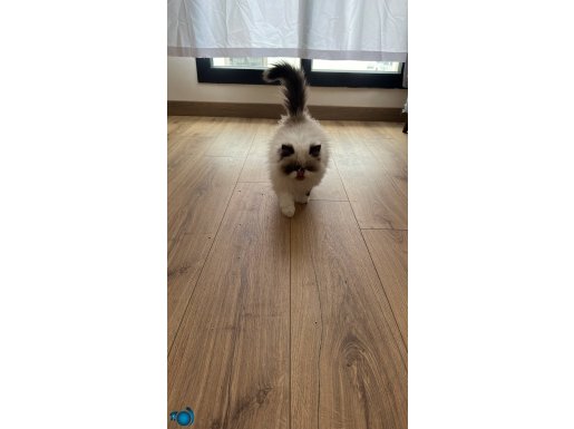 Pofuduk sevgi dolu maviş gözlü erkek kedimiz 