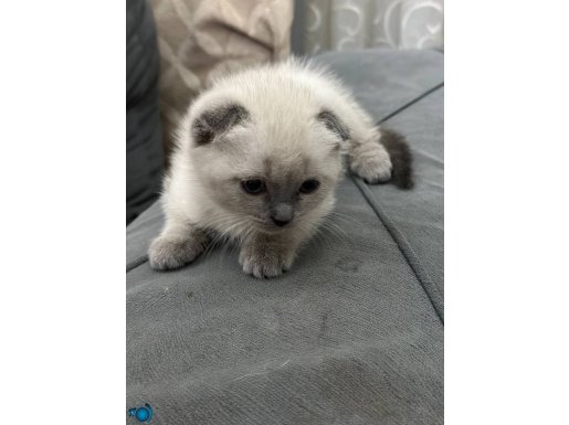 Yavrularımız yeni yuvalarına hazır