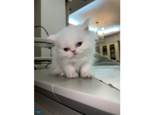 İran cinsi erkek mavi gözlü asil kedi 