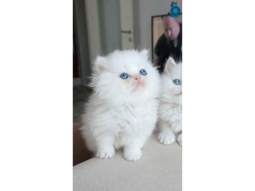 Bembeyaz mavi gözlü erkek İran kedisi