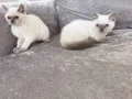 2 kardeş blue point dişi ve erkek