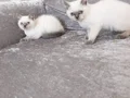 2 kardeş blue point dişi ve erkek