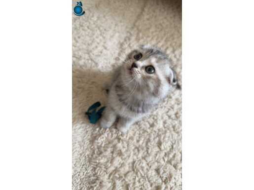 Scottish fold yavru