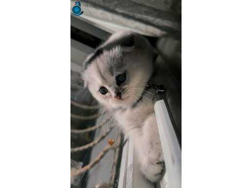 Scottish fold yavru