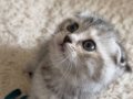Scottish fold yavru