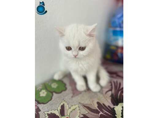 British shorthair yavru kediş Ankara 2.5 aylık