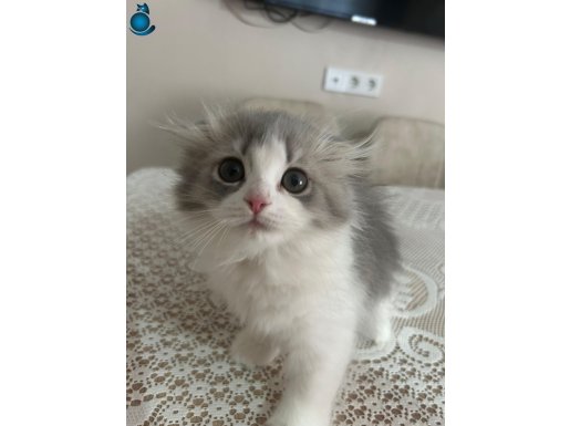 Orjinal Irk Scottish Fold