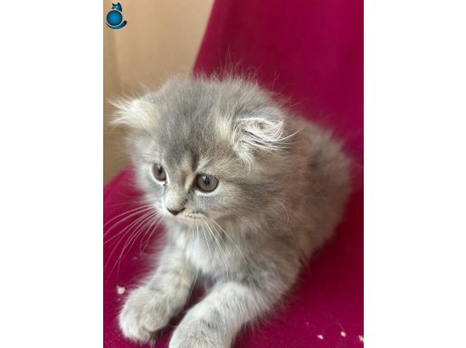 Orjinal Irk Scottish Fold