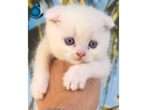 Scottish Kedi Eşyalarıyla 2 aylık Erkek Antalya