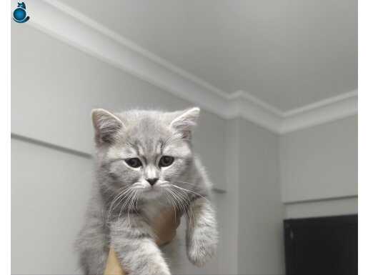 British Shorthair cinsinde, uysal, sevimli, yavru kedi!