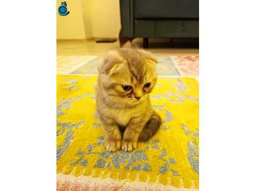 2 AYLIK SCUTİSH FOLD