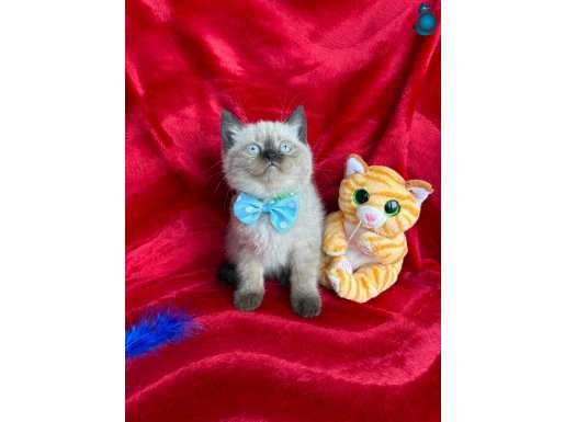 Kaliteli Çikolata Point-Silver Yavru Arayanlara