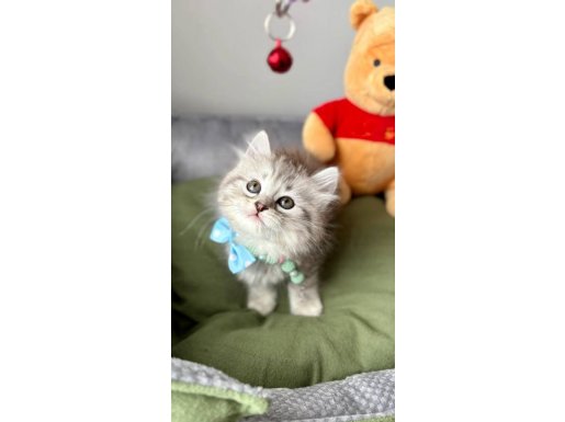 Alışılmışın Dışında Yavru Arıyorum Diyorsanız