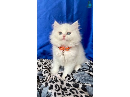 A+++ Kaliteli British Longhair Erkek Yavrular