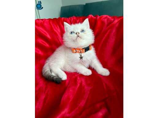 Ev Ortamından Kaliteli Yavrular