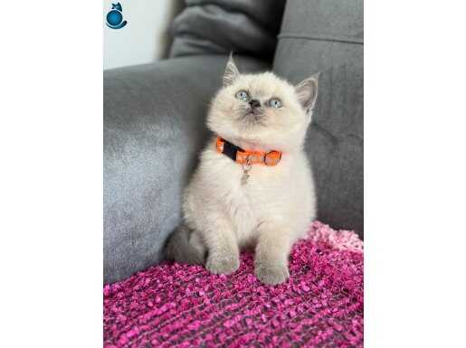 A++ Kalite Blue Point Dişi Yavrular