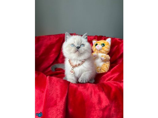 Panda Surat Yavru Arayanlara