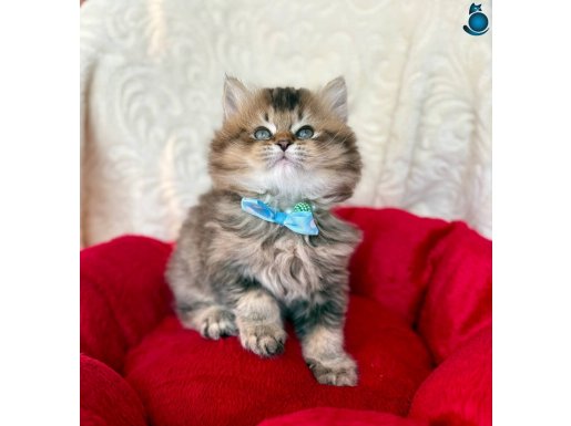 Kaliteli Black Golden Arayanlara