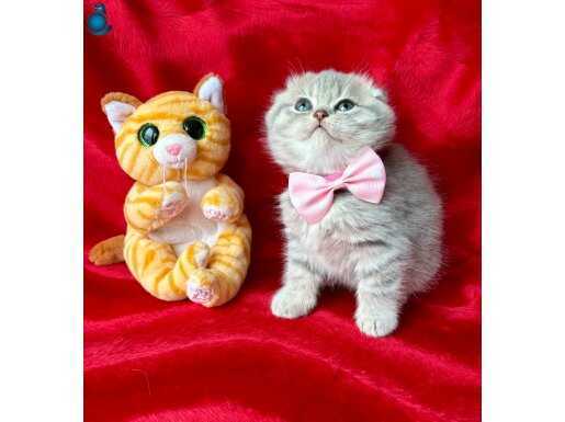 A Kalite Silver Yavrular