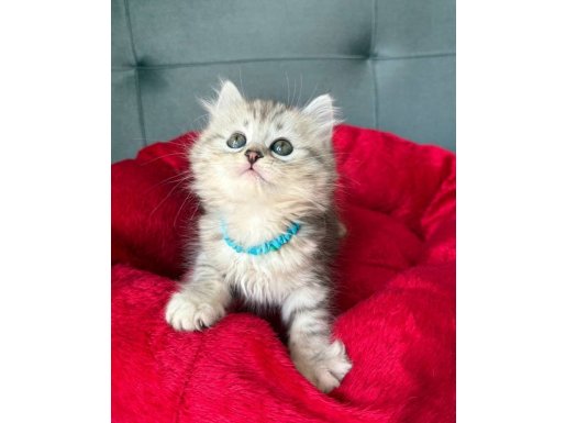  Gümüşi Hareli Farklı Irk Arayanlara Özel